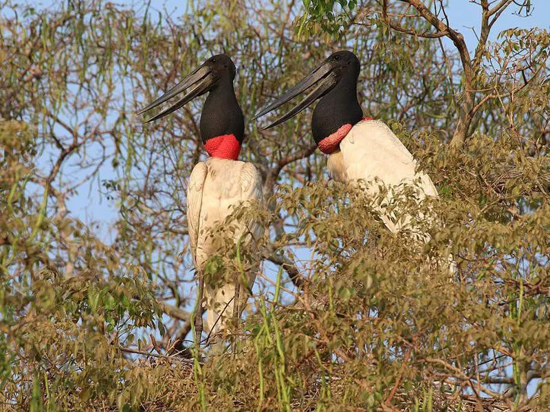 Jabiru storks on a tree