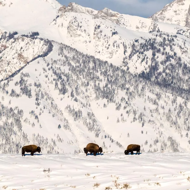 Bison heard infront of Grand Teton