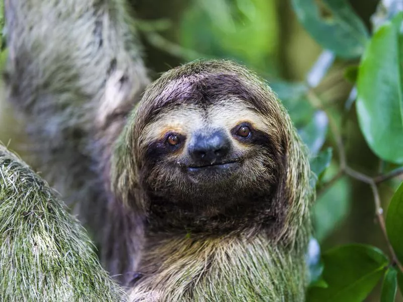 sloth