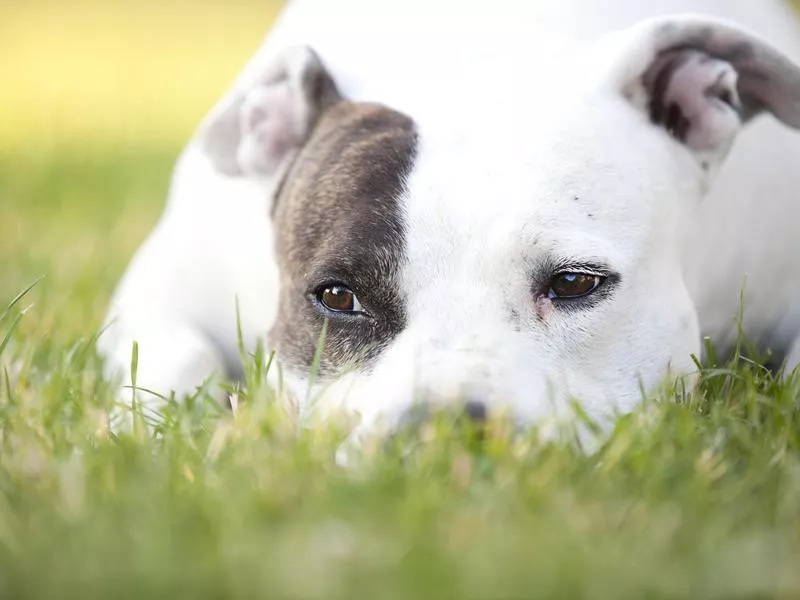 American Pit Bull Terrier