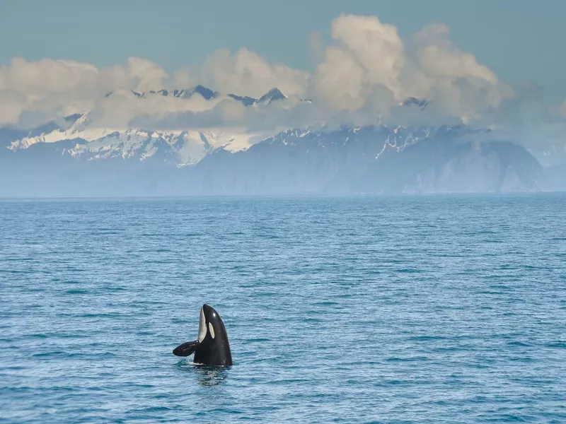 Orca in Resurrection Bay, Kenai Fjord Alaska