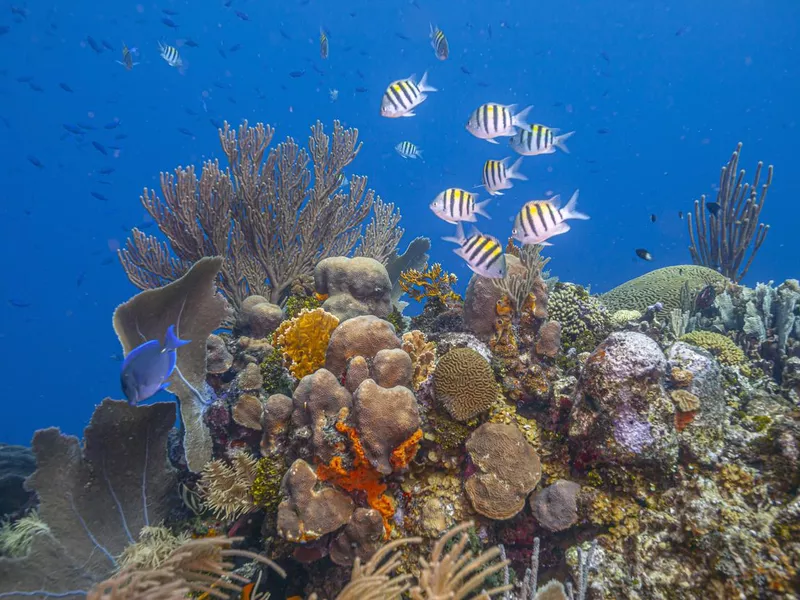 Coral reef off the coast of Bonaire