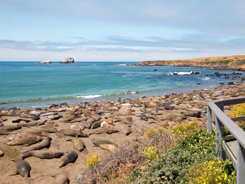 Elephant Seals at Piedras Blanca north of San Simeon