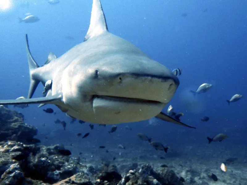 Bull shark