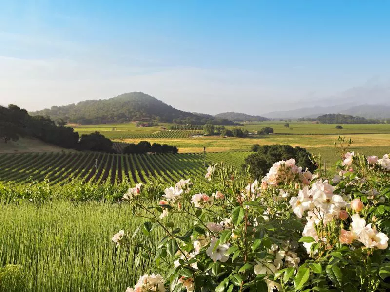 Napa Valley landscape in spring