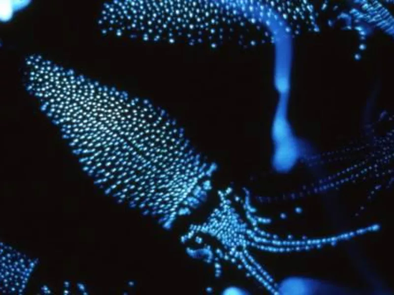 Firefly squid Japan