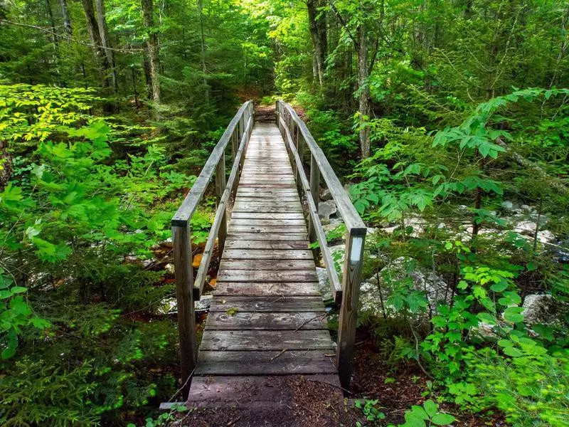 Green Mountain Forest