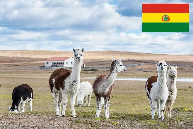 Bolivian llamas