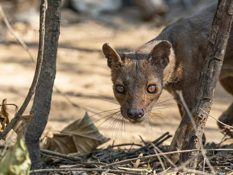 Fossa closeup