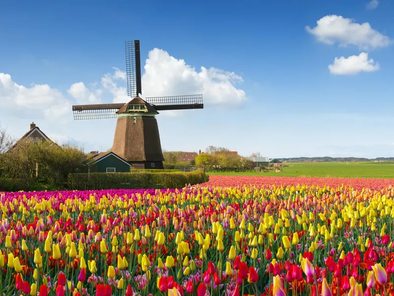 Dutch windmill in the Spring with tulips