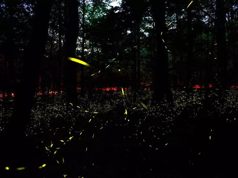 Synchronous fireflies at Great Smoky Mountains