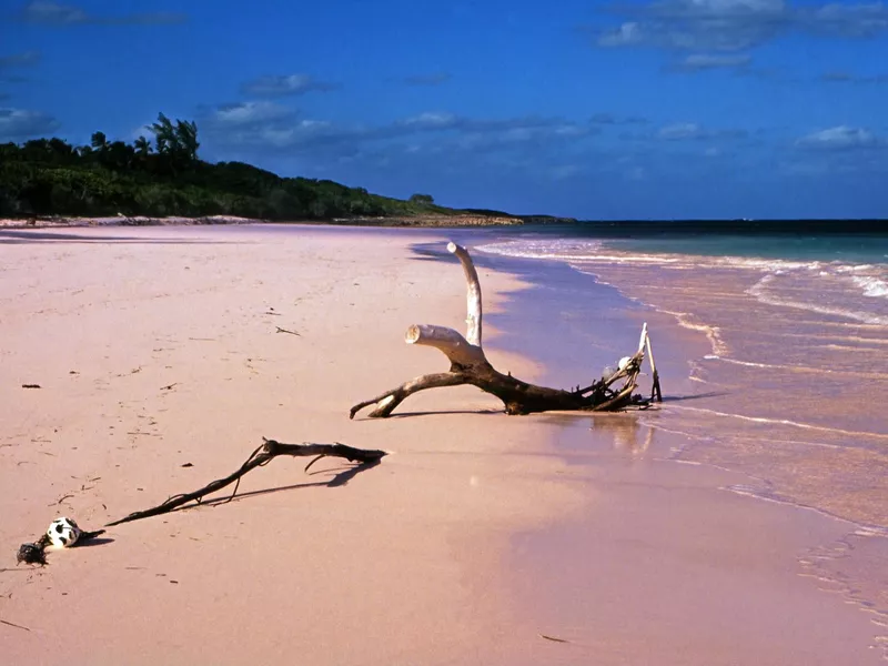 Pink Sands Beach