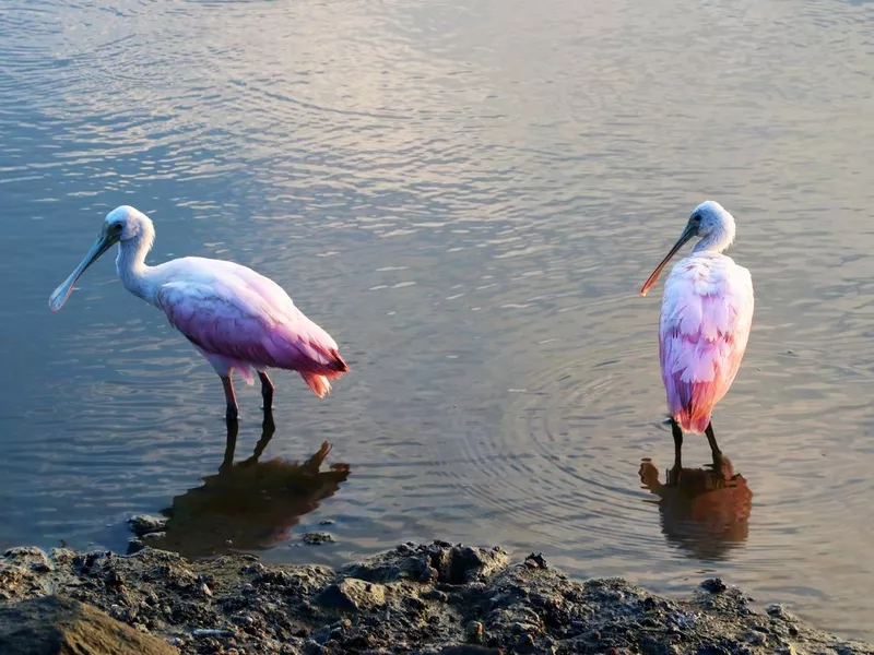 Huntington Beach State Park roseate spoonbills