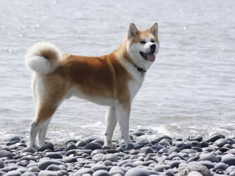 Akita