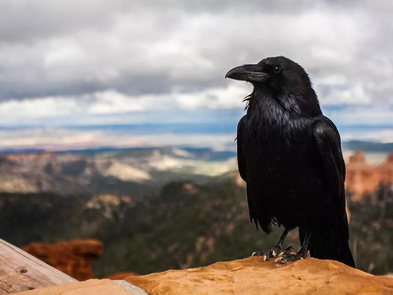 Black crow perched on a rock