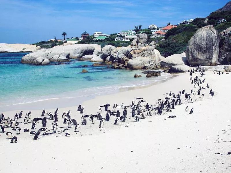 Boulders Beach