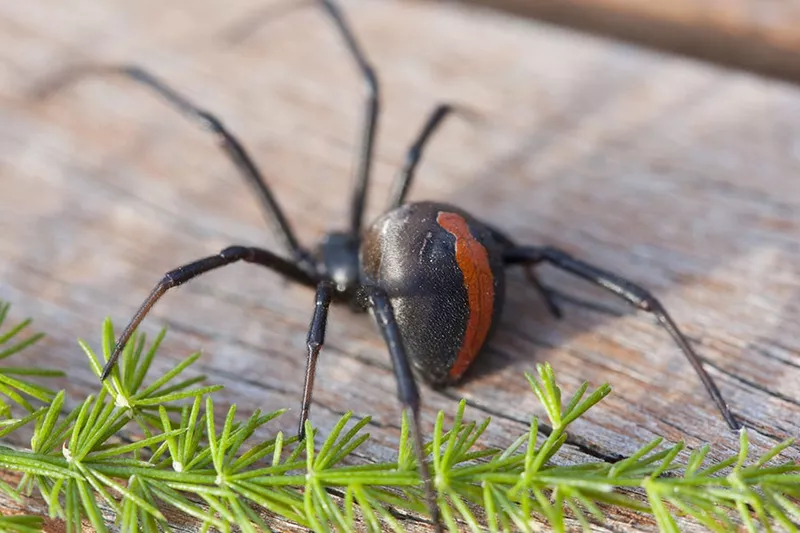 Redback