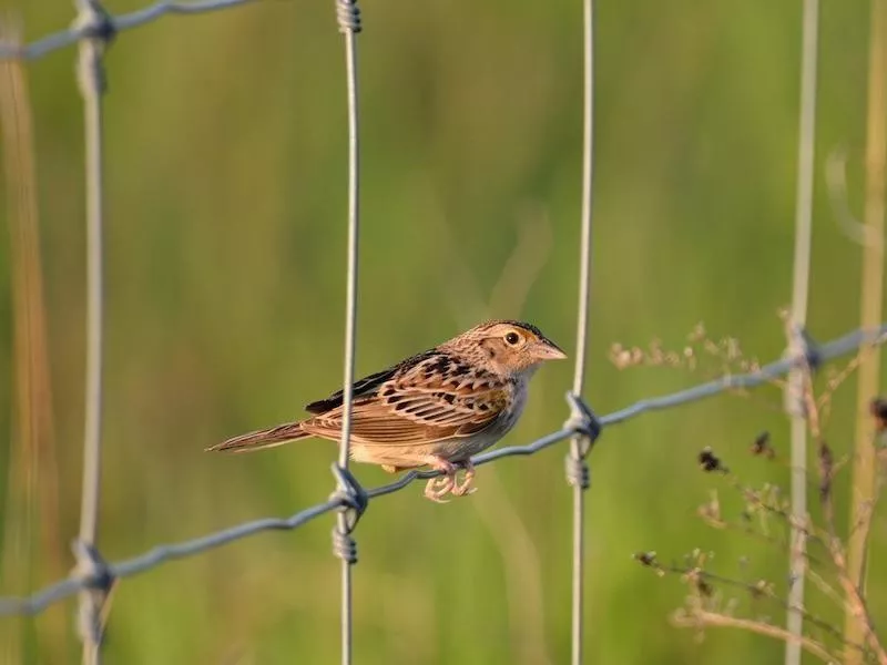 Grasshopper Sparrow