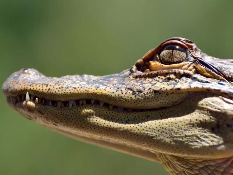 Freshwater Crocodile