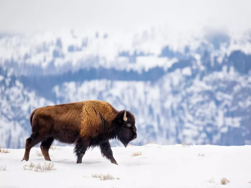 Buffalo in Yellowstone National Park