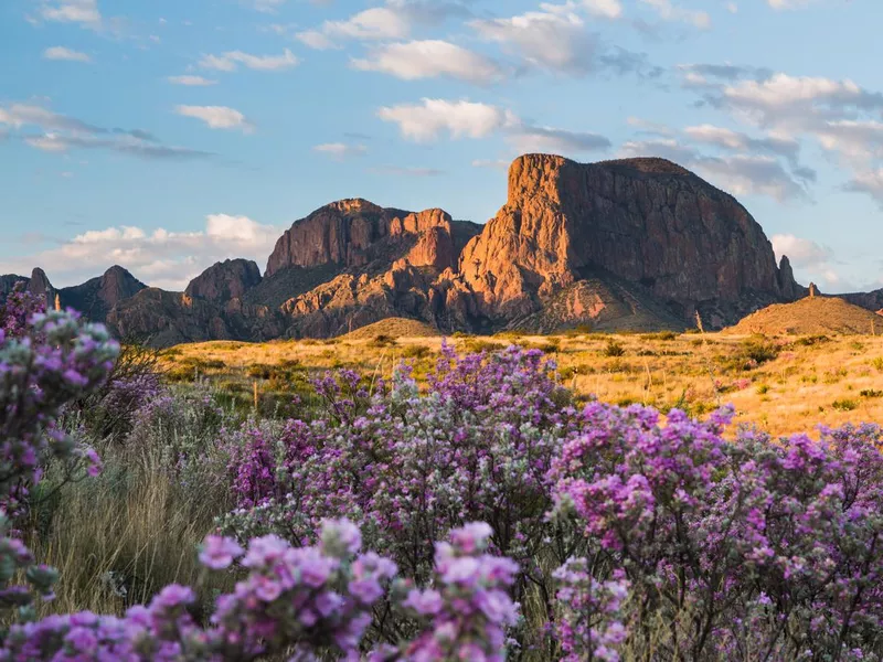 Sagebrush in Big Bend National Park