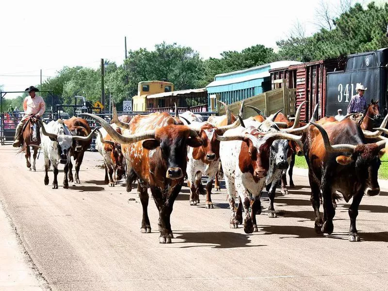 Abilene cows