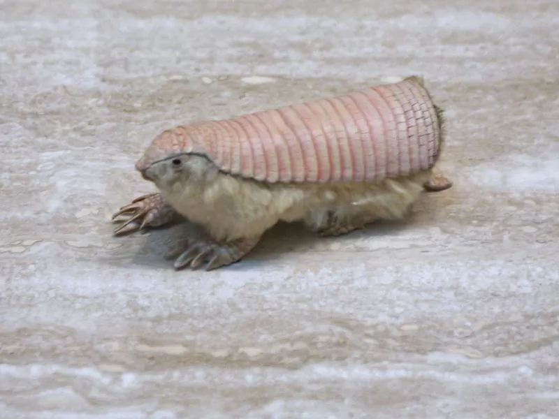 Pink Fairy Armadillo