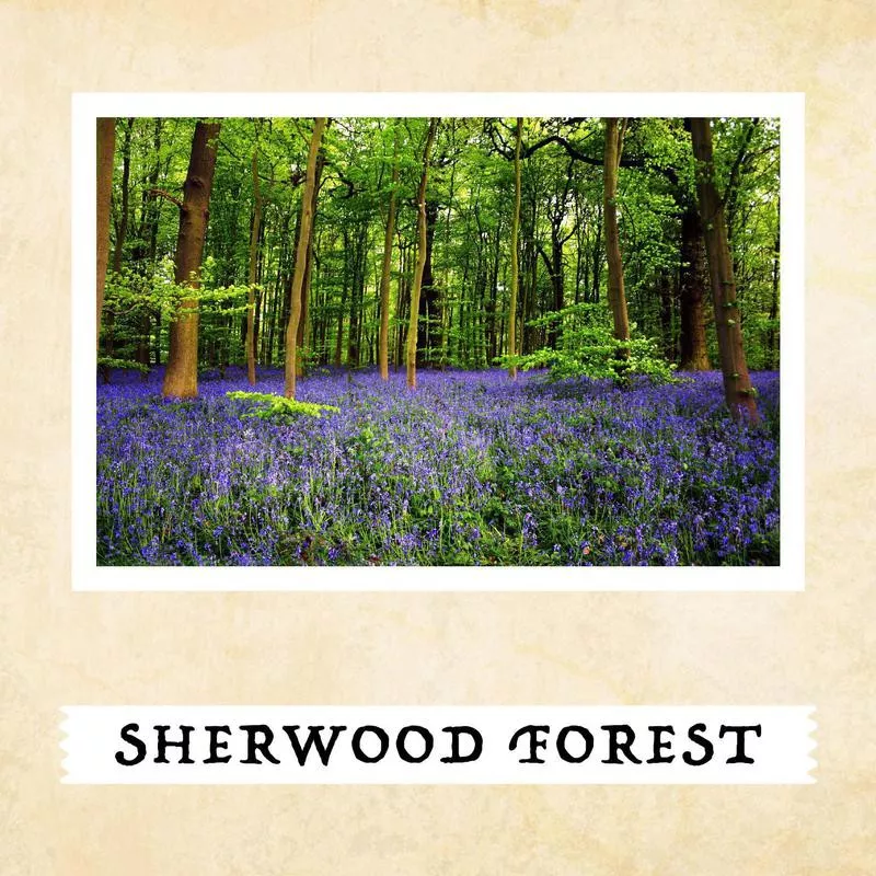 Sherwood Forest