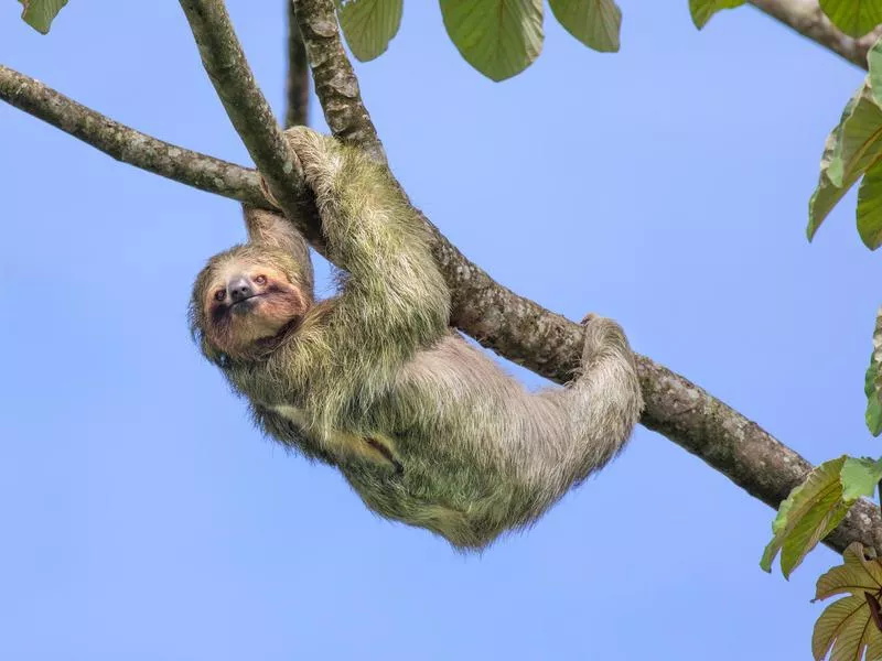 Sloth