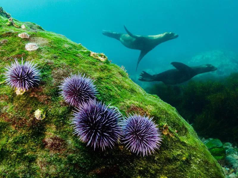 Sea urchins