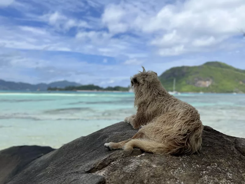 Yellow, the guardian dog of Moyenne Island, Seychelles