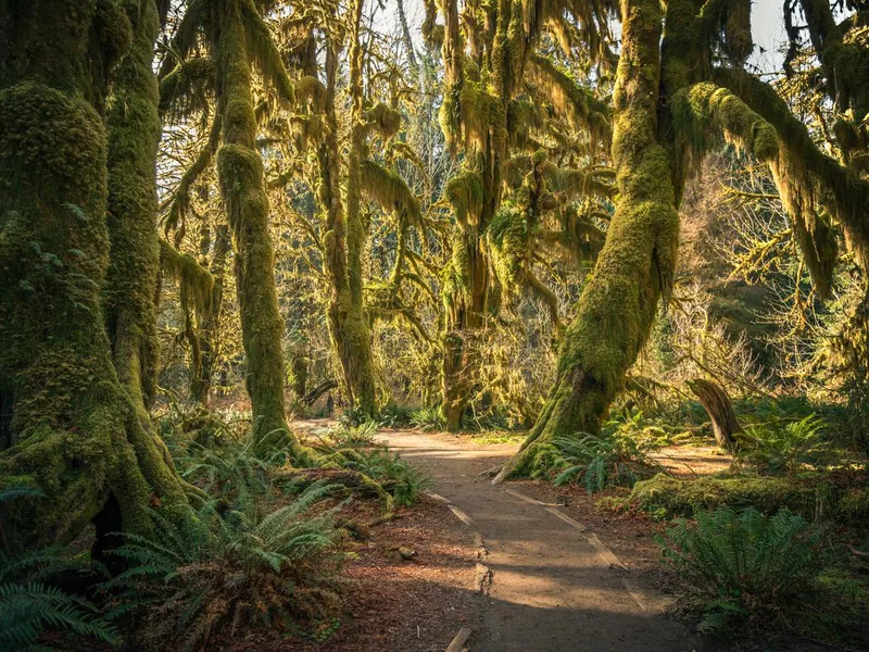 Hoh Rainforest, Washington