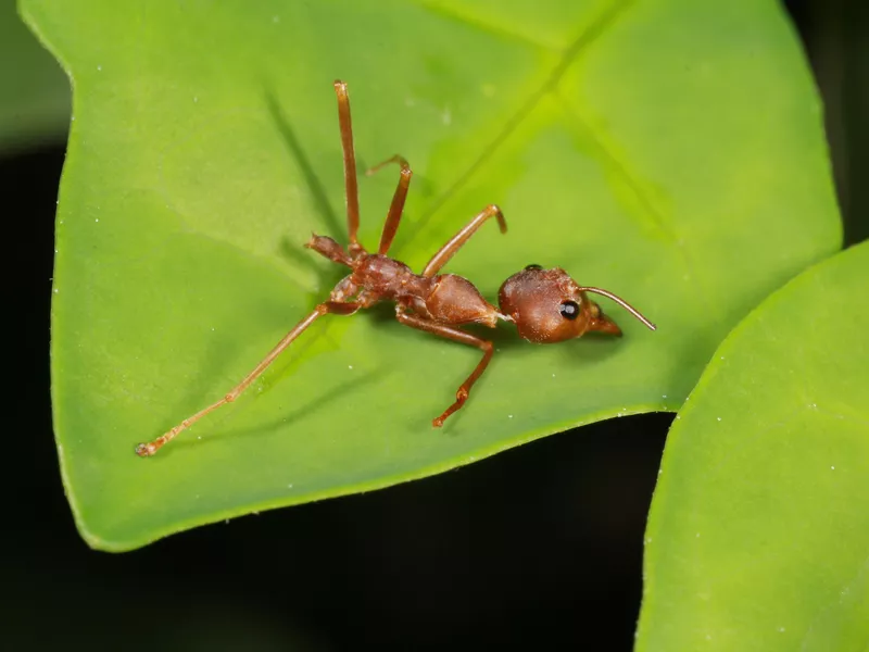 Bull Ant