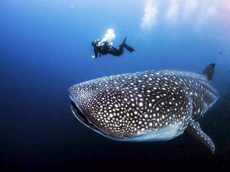 Whale shark with SCUBA diver from Darwin Island in the Galapagos Islands, Ecuador