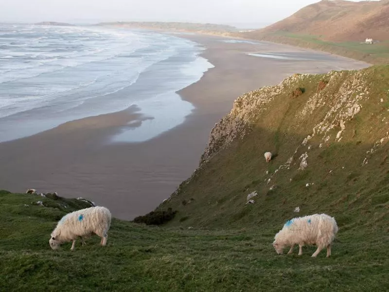 Grazing sheep Rhossili Bay in Wales