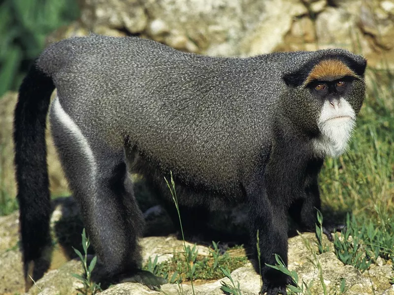 De Brazza's Monkey