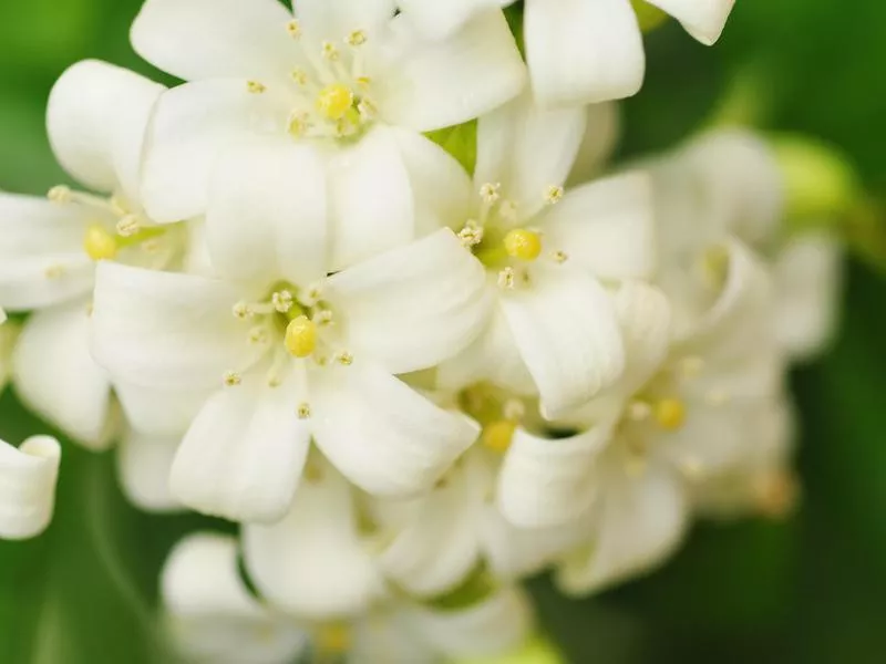 White jasmine flowers