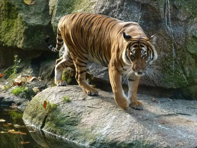 Berlin Zoo