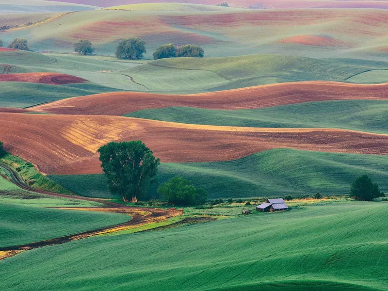 Farmland hills near Pullman, Washington