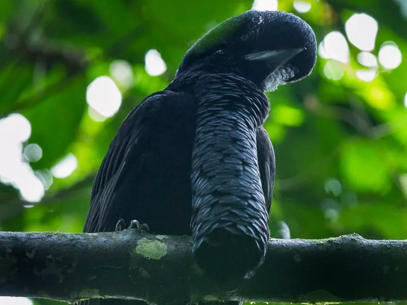 Long-wattled Umbrella Bird