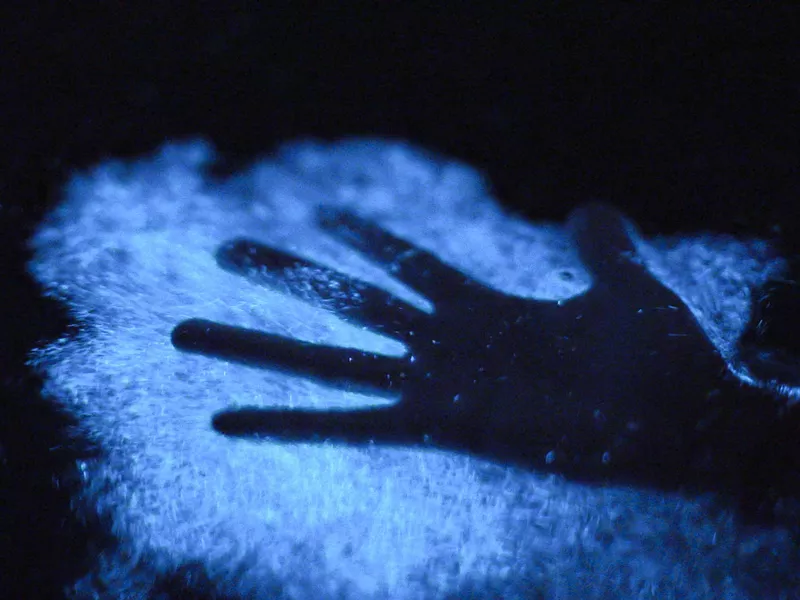 Bioluminescent bay in Puerto Rico