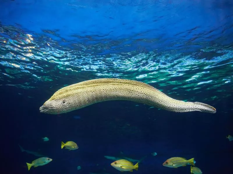 Moray eel