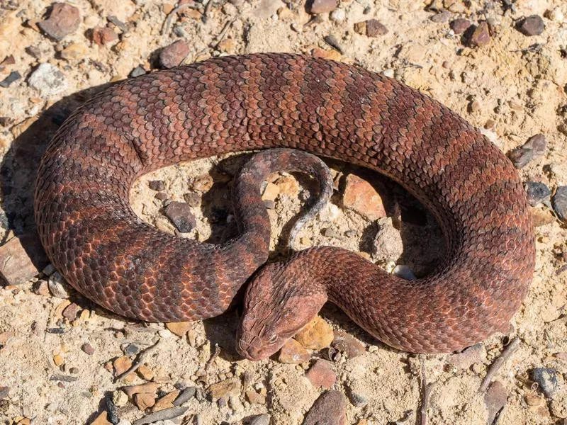 Common Death Adder