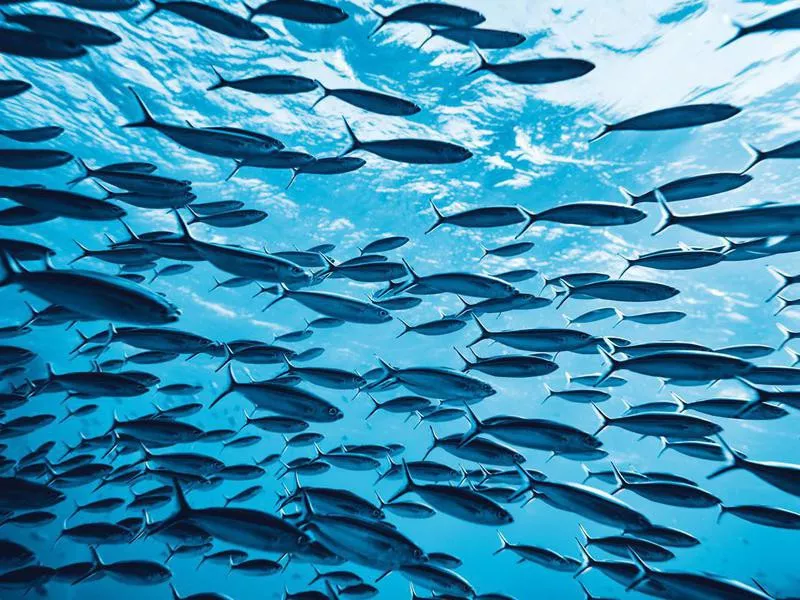 Tropical fishes underwater