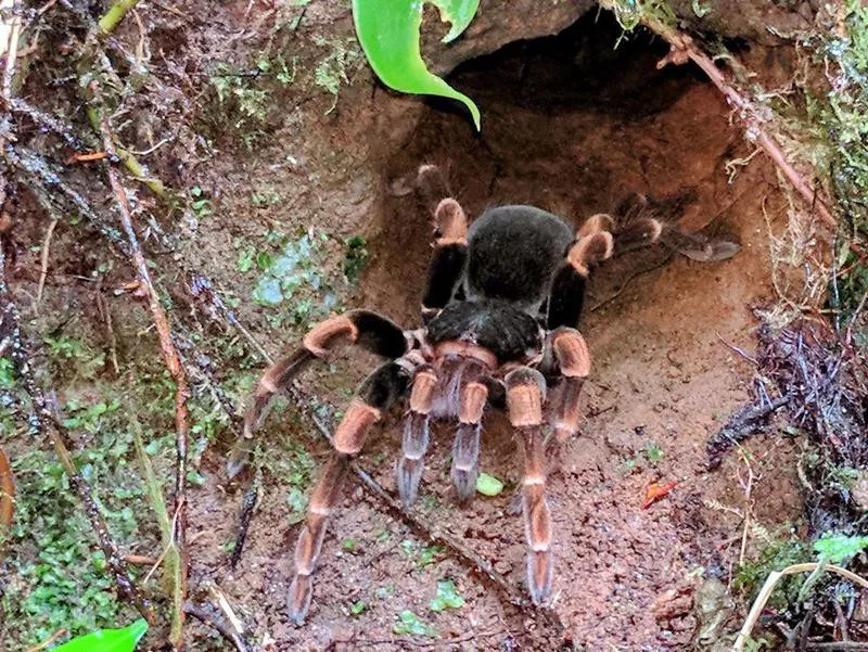 Tarantula