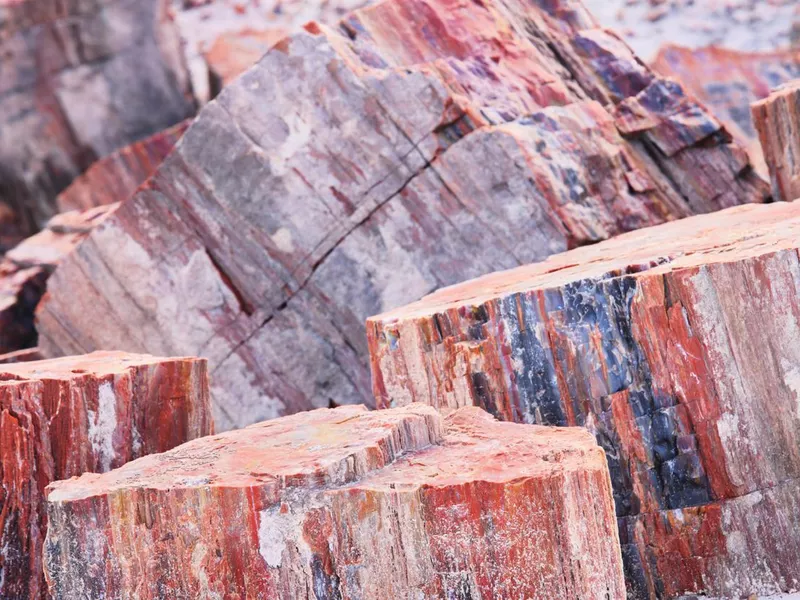 Petrified Forest Wood Triassic Fossils