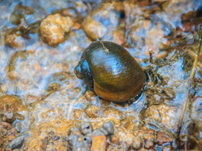 Golden applesnail