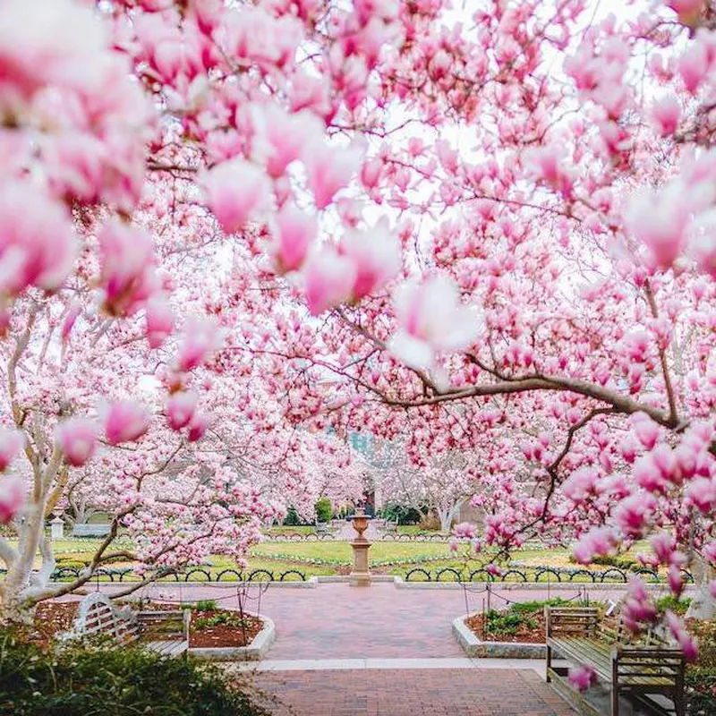 D.C. cherry blossoms