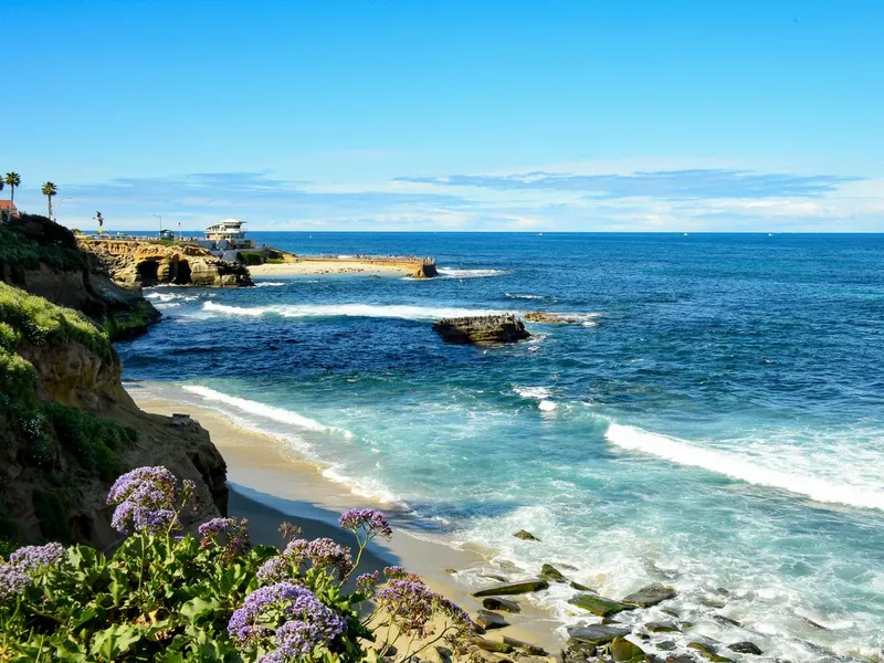 Flowers on Cliffs of La Jolla