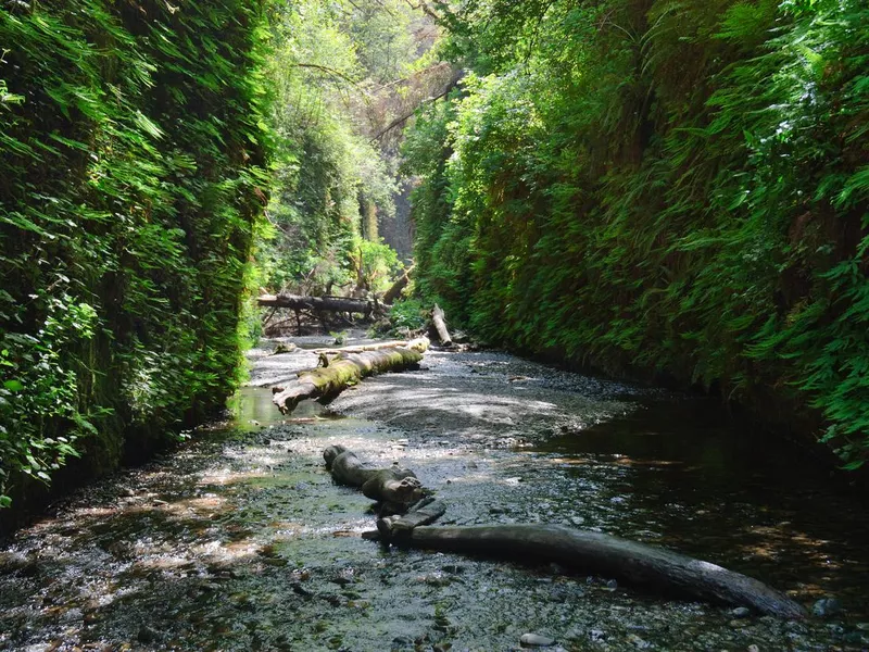 Fern Canyon at Redwood National Park